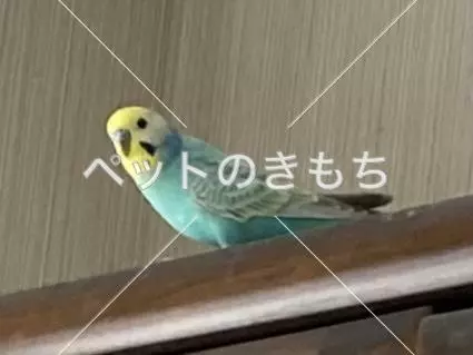 迷子鳥の画像