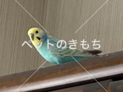 迷子鳥の画像