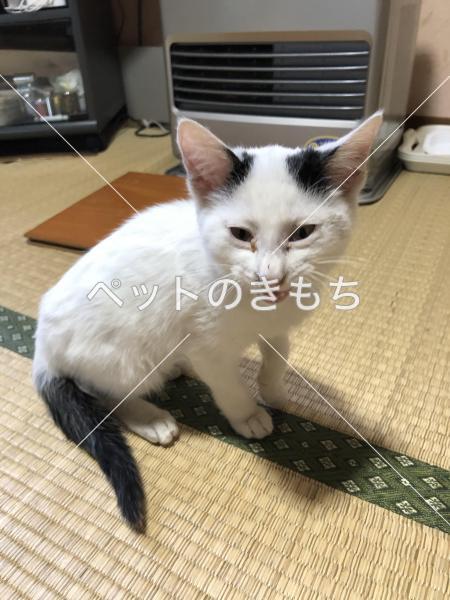 保護猫の画像