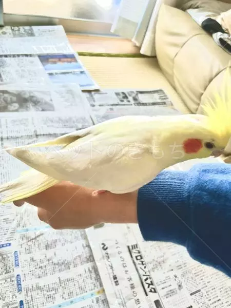 迷子鳥の画像