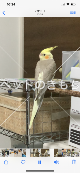 迷い鳥の写真