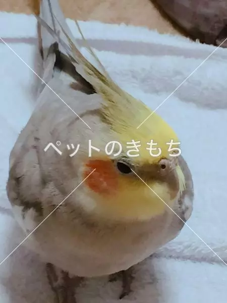 迷子鳥の画像