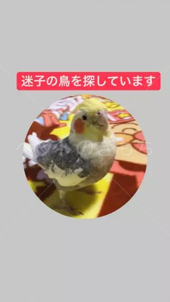 迷子鳥の画像