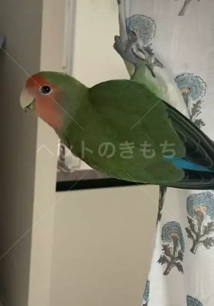 迷子鳥の画像