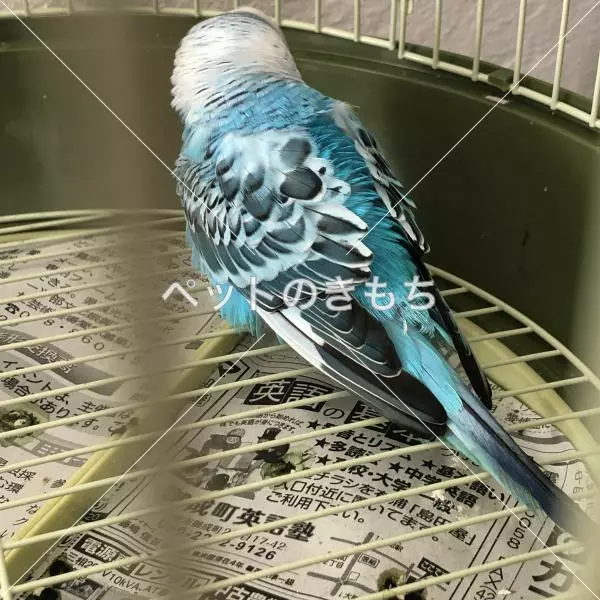 コメント投稿の画像