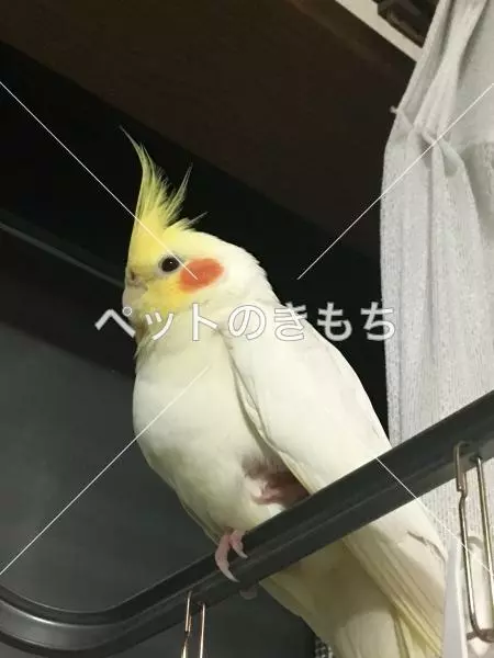 迷子鳥の画像