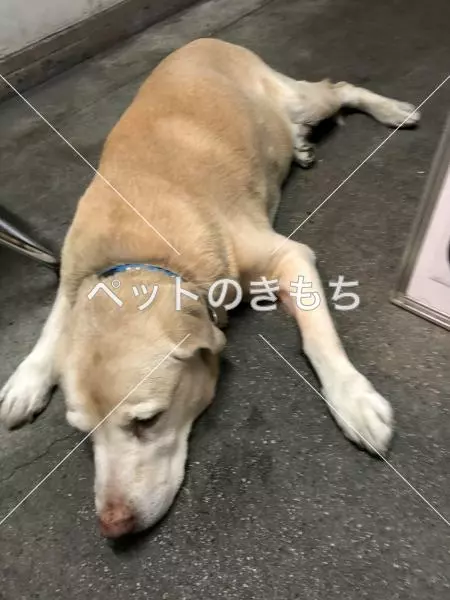 迷子犬の画像