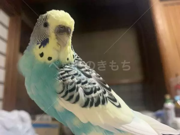 迷子鳥の画像