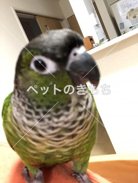 迷い鳥の写真