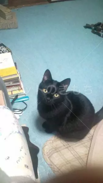迷子猫の画像