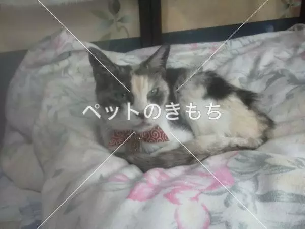 迷子猫の画像