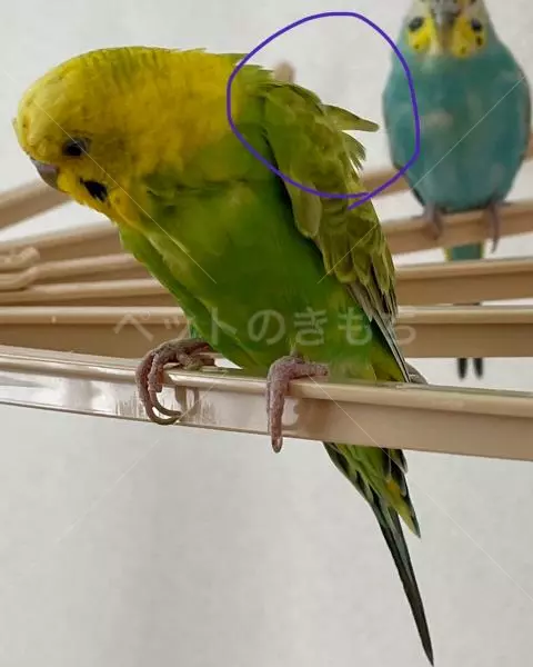 コメントの画像