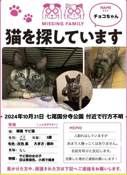 迷子猫の画像