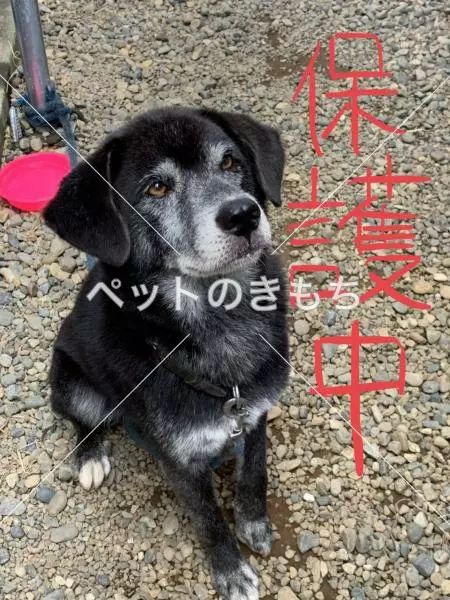 保護犬の画像