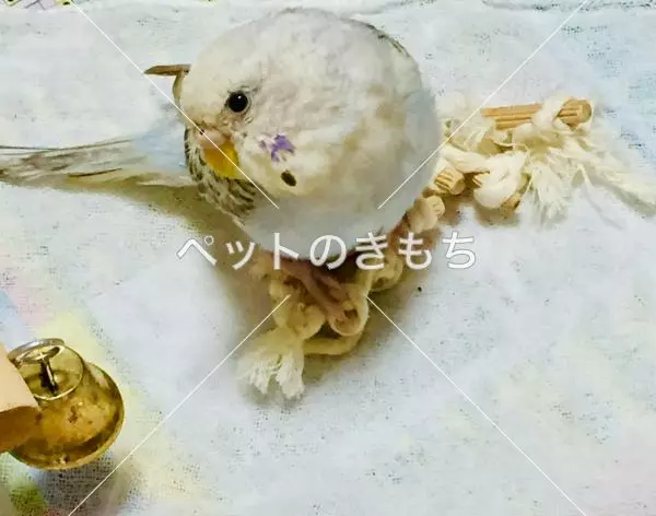 迷子鳥の画像