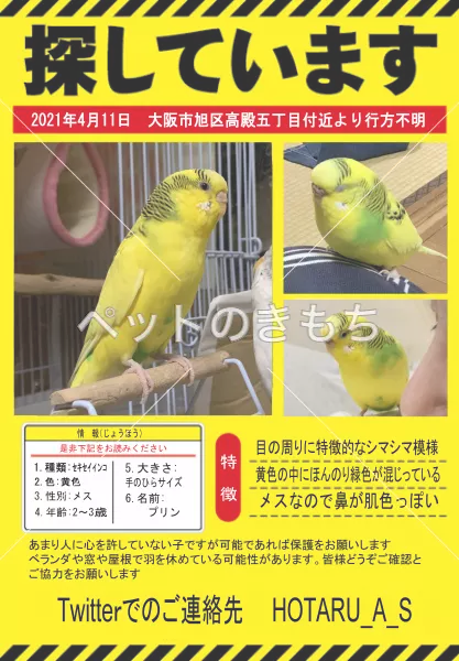 迷子鳥の画像