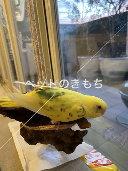 迷子鳥の画像