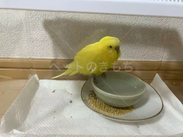 保護鳥の画像