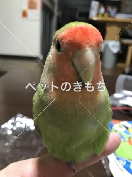 迷子鳥の画像