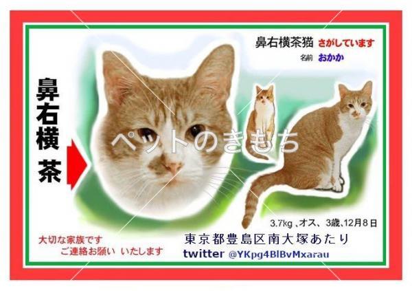 迷い猫の写真