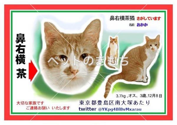 迷子猫の画像