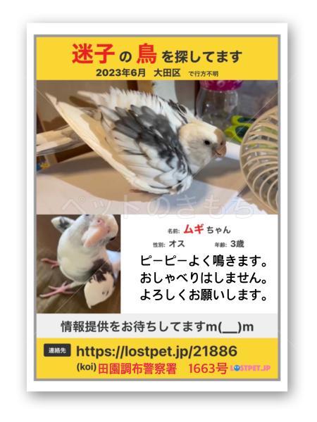 迷子鳥の画像