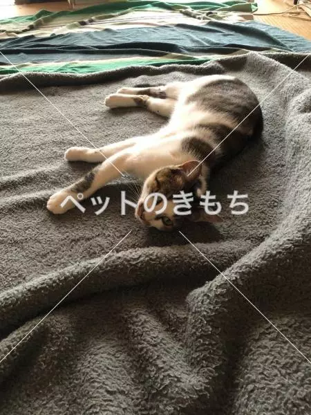 迷子猫の画像