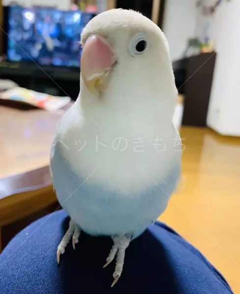 迷子鳥の画像