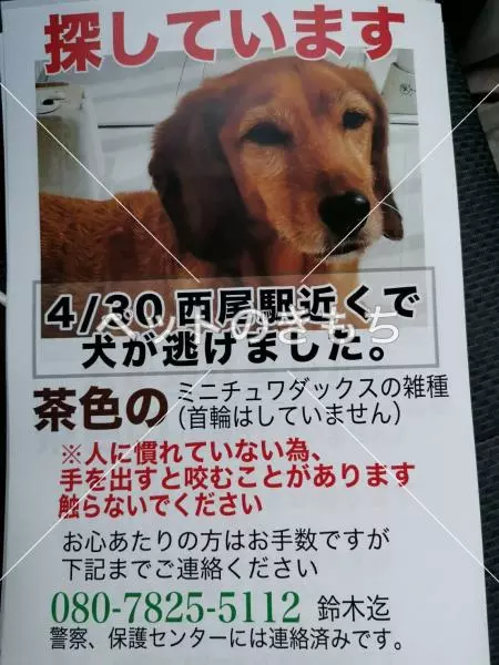 迷子犬の画像