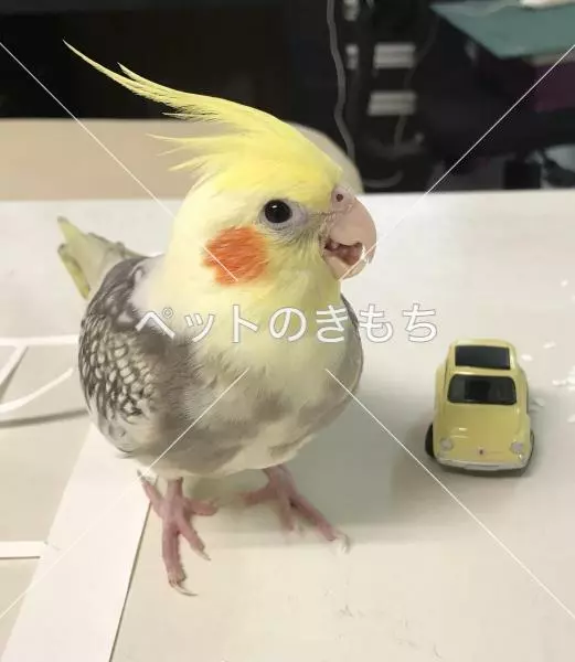 迷子鳥の画像