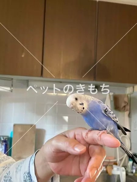 迷子鳥の画像