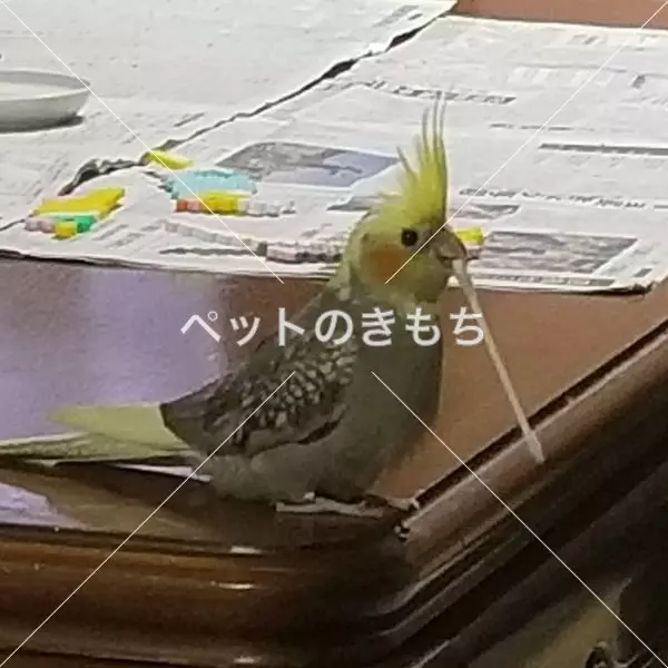 迷子鳥の画像