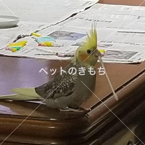 迷子鳥の画像