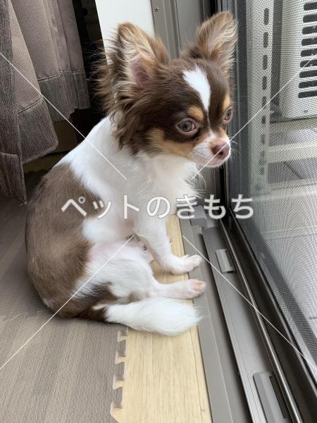 迷い犬の写真