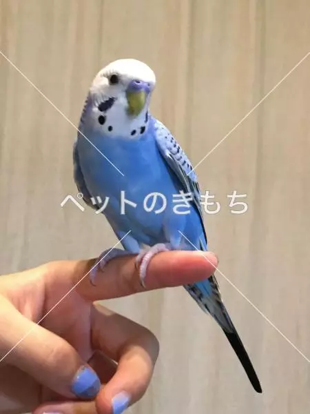 迷子鳥の画像