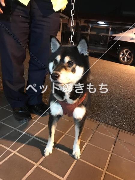 保護犬の写真
