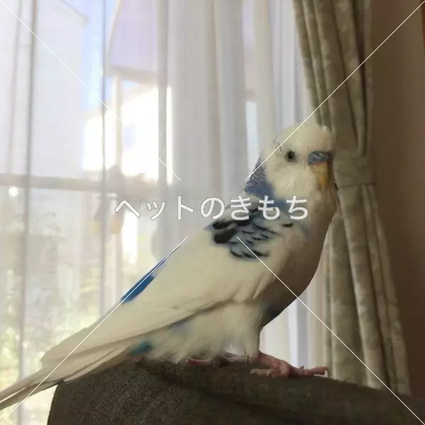 迷子鳥の画像