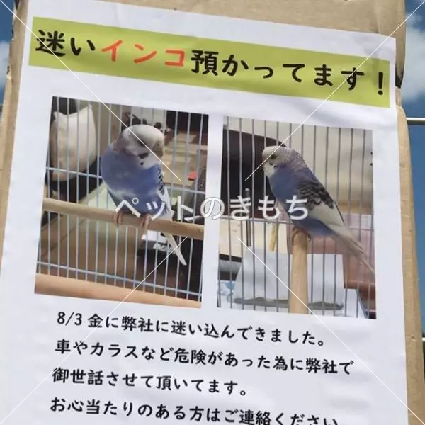 コメント投稿の画像