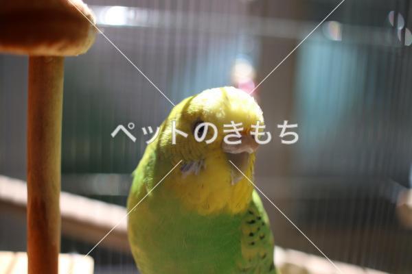 迷い鳥の写真