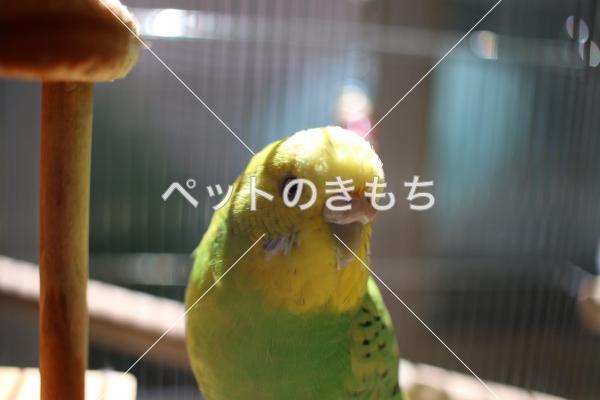 迷子鳥の画像