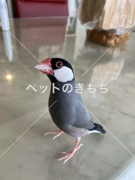 迷子鳥の画像