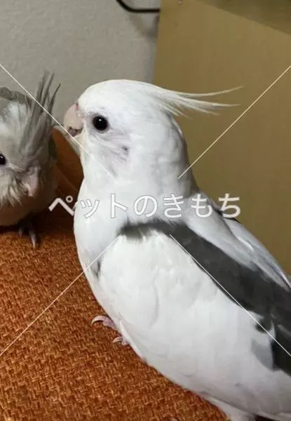 迷子鳥の画像