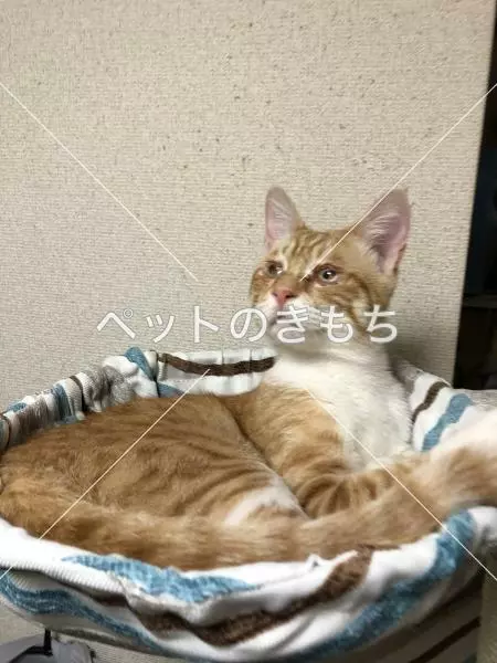 迷子猫の画像