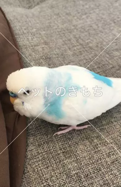 迷子鳥の画像