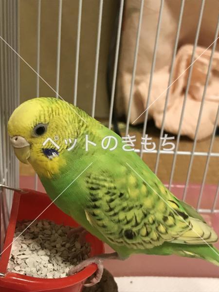 迷子鳥の画像