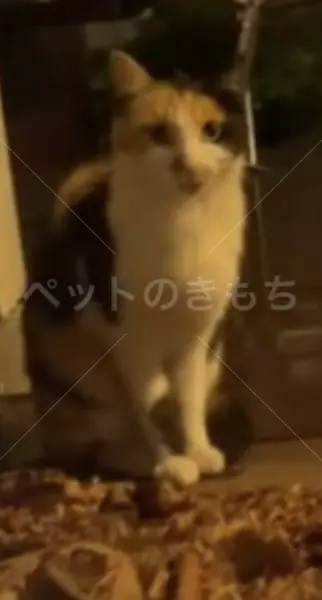 迷子猫の画像