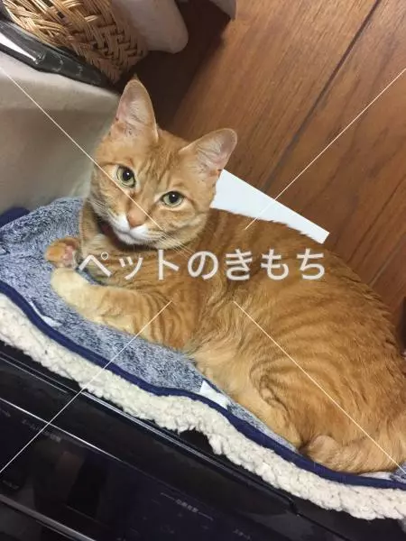 迷子猫の画像