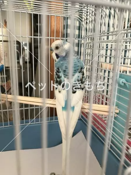 保護鳥の画像