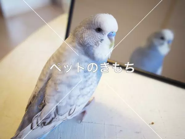 迷子鳥の画像