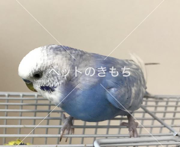 迷子鳥の画像